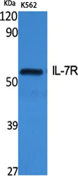 IL-7R rabbit pAb Antibody