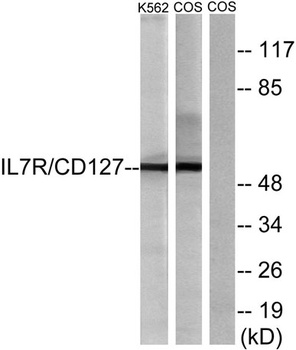 IL-7R rabbit pAb Antibody