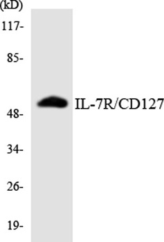 IL-7R rabbit pAb Antibody