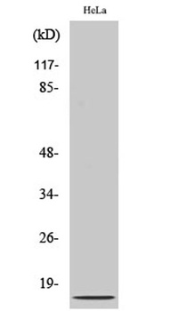 IL-8 rabbit pAb Antibody