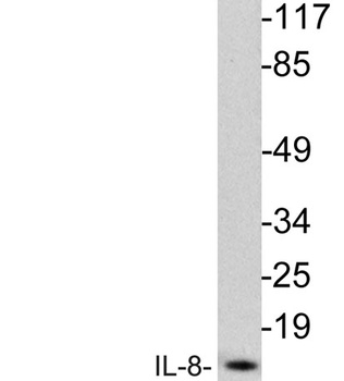 IL-8 rabbit pAb Antibody