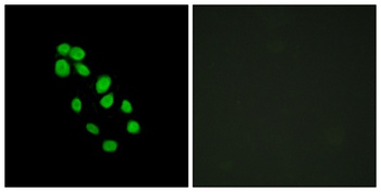 IRX2 rabbit pAb Antibody