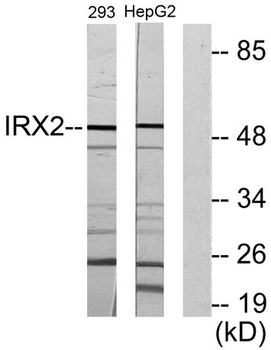 IRX2 rabbit pAb Antibody