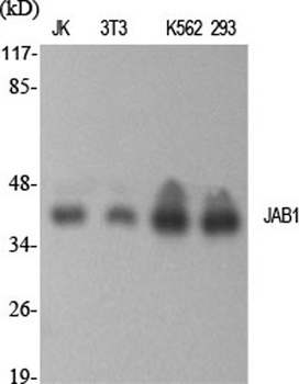 JAB1 rabbit pAb Antibody