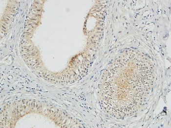 JAB1 rabbit pAb Antibody