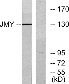 JMY rabbit pAb Antibody