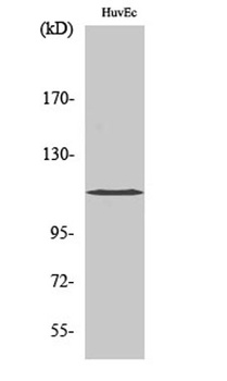 KCNH1 rabbit pAb Antibody