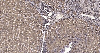 KCNQ4 rabbit pAb Antibody
