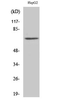 Ku-70 rabbit pAb Antibody