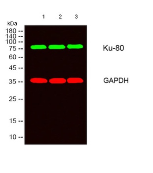 Ku-80 rabbit pAb Antibody