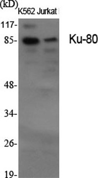 Ku-80 rabbit pAb Antibody