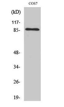Ku-80 rabbit pAb Antibody