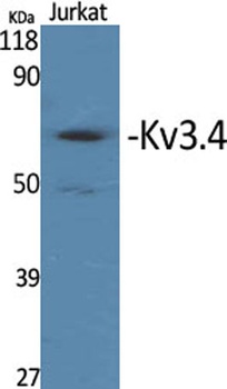 Kv3.4 rabbit pAb Antibody