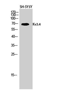Kv3.4 rabbit pAb Antibody