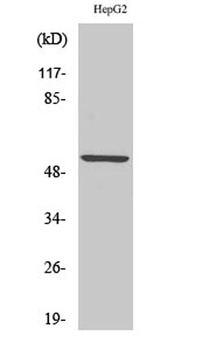 KV9.2 rabbit pAb Antibody