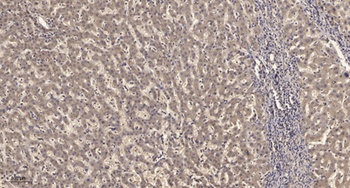 KV9.2 rabbit pAb Antibody