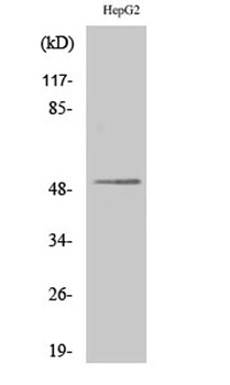 Lad rabbit pAb Antibody