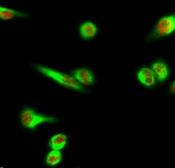 Lamin A/C rabbit pAb Antibody