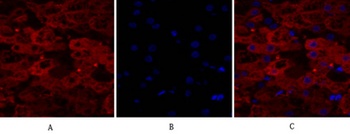 Lamin A/C rabbit pAb Antibody