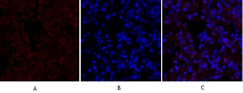 Lamin B1 rabbit pAb Antibody