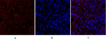 Lamin B1 rabbit pAb Antibody