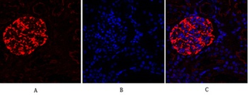 Lamin B1 rabbit pAb Antibody