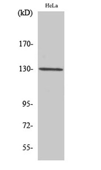 LOK rabbit pAb Antibody