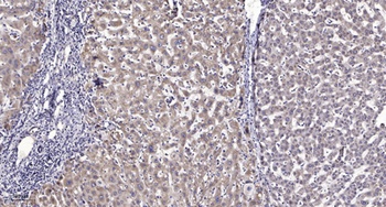 LOK rabbit pAb Antibody