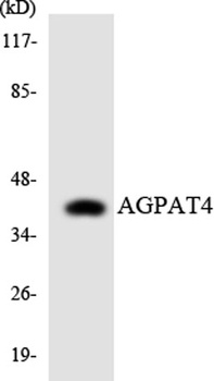 LPAAT-δ rabbit pAb Antibody