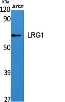 LRG1 rabbit pAb Antibody