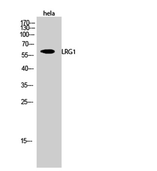 LRG1 rabbit pAb Antibody