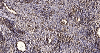 LRG1 rabbit pAb Antibody
