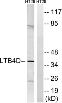 LTB4DH rabbit pAb Antibody