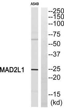 MAD2 rabbit pAb Antibody