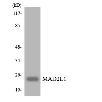 MAD2 rabbit pAb Antibody