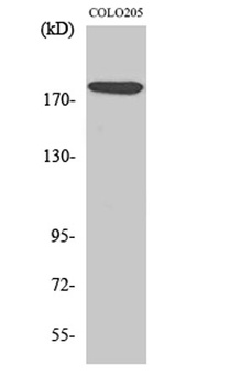 MADD rabbit pAb Antibody