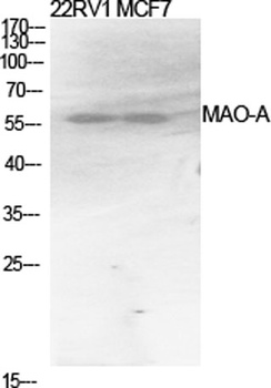 MAO-A rabbit pAb Antibody