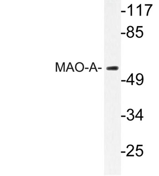 MAO-A rabbit pAb Antibody