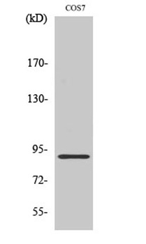 MARK1/2/3/4 rabbit pAb Antibody