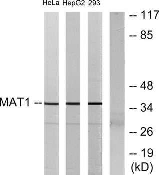 Mat1 rabbit pAb Antibody