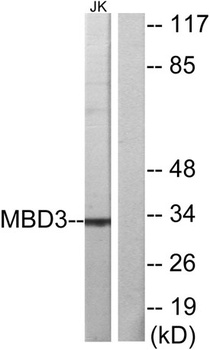 MBD3 rabbit pAb Antibody