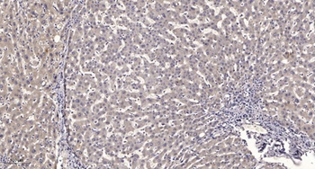 MBD3 rabbit pAb Antibody