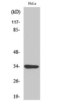 MC2-R rabbit pAb Antibody