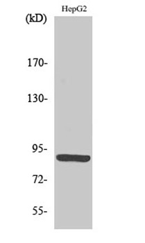 M-cadherin rabbit pAb
