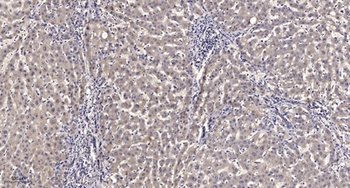 MerTK rabbit pAb Antibody