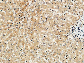 Met rabbit pAb Antibody