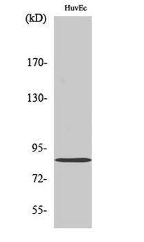Mfn2 rabbit pAb Antibody