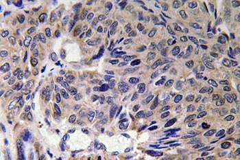 Mfn2 rabbit pAb Antibody