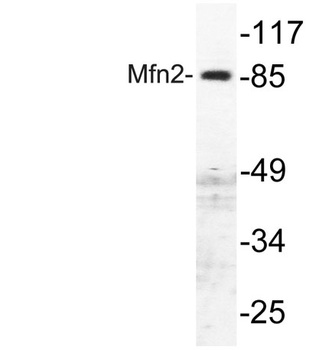 Mfn2 rabbit pAb Antibody