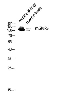 mGluR5 rabbit pAb Antibody